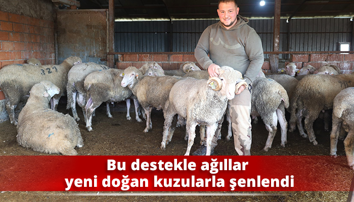 Bu destekle ağıllar yeni doğan kuzularla şenlendi