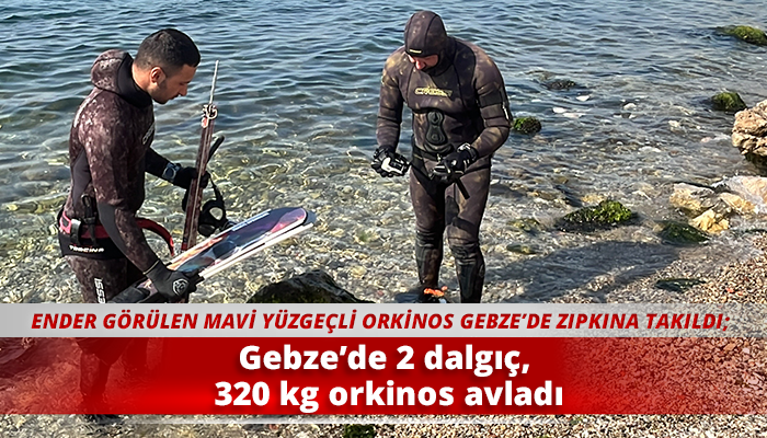 Gebze’de 2 dalgıç, 320 kg orkinos avladı