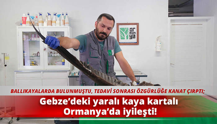 Gebze’deki yaralı kaya kartalı Ormanya’da iyileşti!