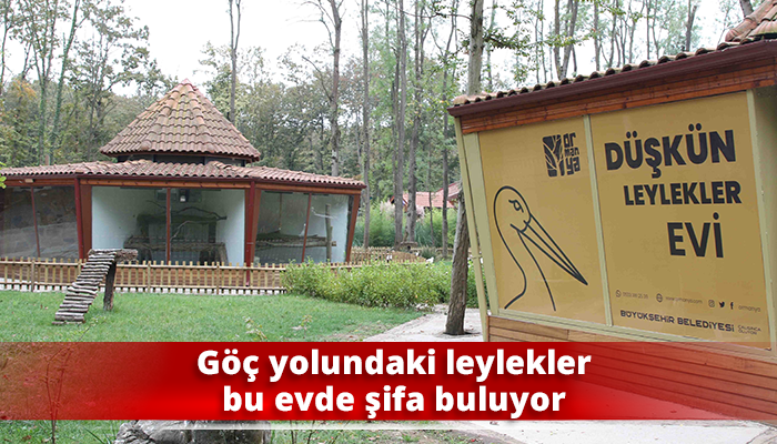 Göç yolundaki leylekler bu evde şifa buluyor