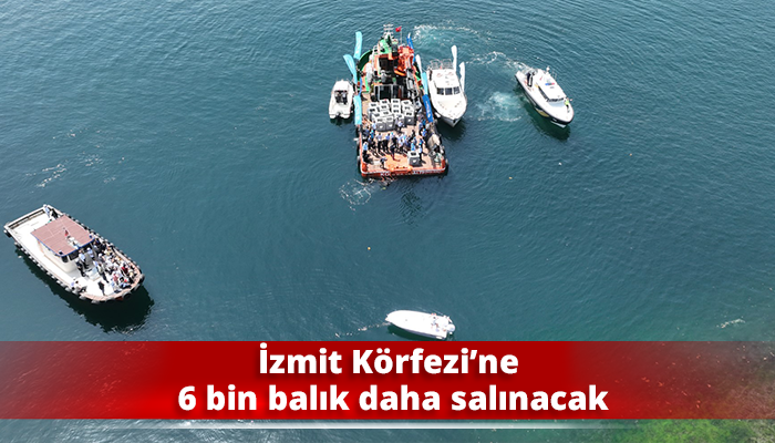 İzmit Körfezi’ne 6 bin balık daha salınacak