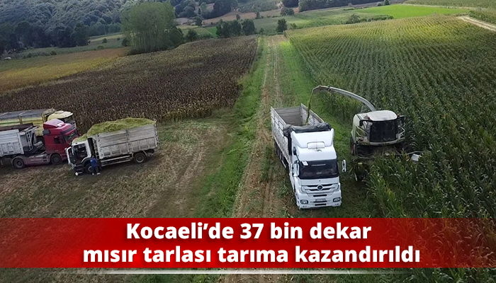 Kocaeli’de 37 bin dekar mısır tarlası tarıma kazandırıldı