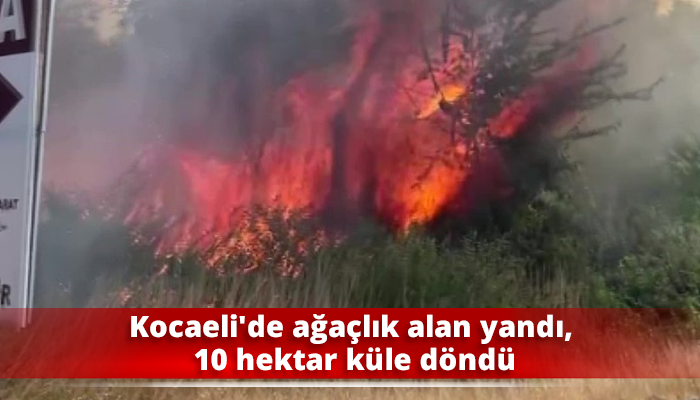 Kocaeli'de ağaçlık alan yandı, 10 hektar küle döndü